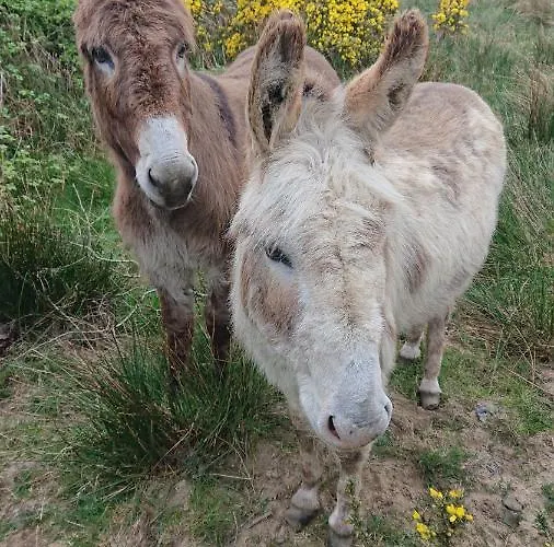 Melroche House Tatil Evi *